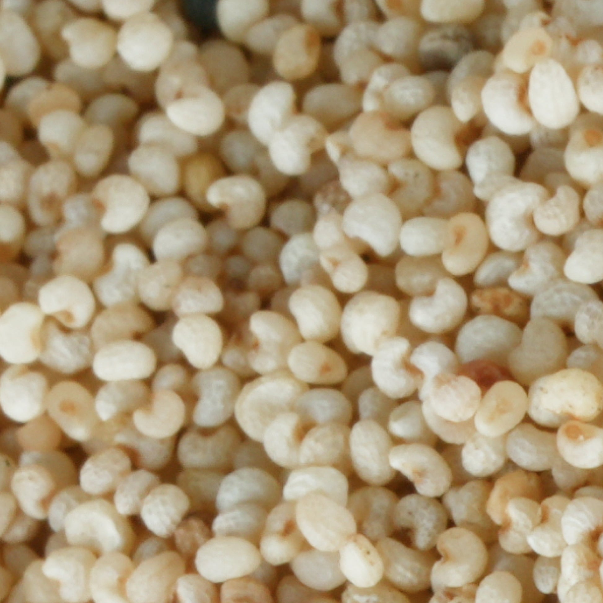 Poppy Seeds